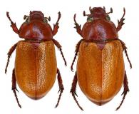 Cyclocephala perforata  Arrow, 1911  ♂ & ♀