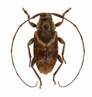 Atrypanius scutellatus (Bates, 1866)