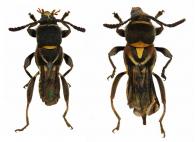 Tomopterus aurantiacosignatus Zajciw, 1969 ♂ & ♀