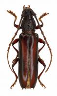 Coleoxestia rubromaculata  (Gounelle, 1909)