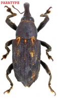 Cratosomus giuglarisi Rheinheimer, 2011 PARATYPE
