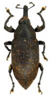 Molytinae Gen sp74