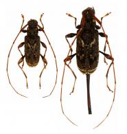 Toronaeus perforator  Bates, 1864  ♂ & ♀