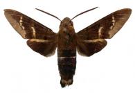 Aellopos titan titan (Cramer, 1777)