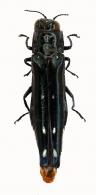 Agrilus noctambulus  Curletti & Brulé, 2011