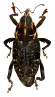 Zygops strix  Desbrochers, 1891