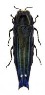 Agrilus piscis Gory, 1841