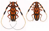 Batus barbicornis    (Linnaeus, 1764) ♂ & ♀