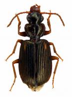 Apenes sp2