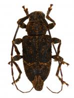 Oedopeza costulata (Gilmour, 1962)