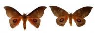 Automerina beneluzi  Lemaire, 2002 ♂ & ♀