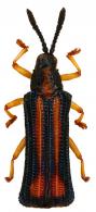 Hispinae Gen sp15