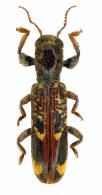 Cleridae Gen sp14
