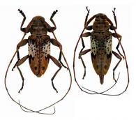 Nyssodrysternum simulatum   (Bates, 1864) ♂ & ♀