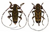 Neoeutrypanus incertus  (Bates, 1864) ♂ & ♀