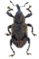 Rhineilipus bifurcatus   (Hustache, 1938)