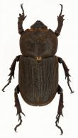 Phileurus toulgoeti  Dechambre, 1996