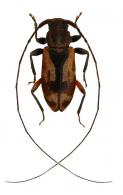 Acanthocinini Gen sp G459