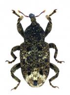Cryptorhynchinae Gen sp33