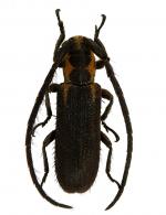 Amphicnaeia lineolata Galileo & Martins 2011