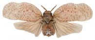 Flatolystra verrucosa Stal, 1859