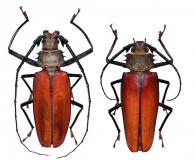 Callipogon (Enoplocerus) armillatum  (Linnaeus, 1767) ♂ & ♀
