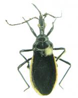 Pothea sp3