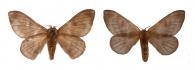 Hylesia murex  Dyar, 1913 ♂ & ♀