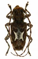 Spinozotroctres thouvenoti  Tavakilian & Neouze, 2007
