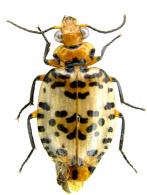 Eurycoleus poecilopterus (Buquet, 1834)