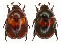 Chlorota lesnei   Ohaus, 1912  ♂ & ♀