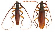 Niophis brusteli  Dalens & Touroult, 2014   ♂ & ♀  PARATYPES
