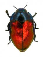 Leiopleura sp5