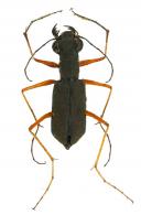 Odontocheila luridipes Dejean, 1825