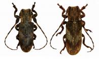 Eudesmus grisescens  Audinet-Serville, 1835   ♂ & ♀