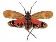 Artacie dufourii (Signoret, 1858)