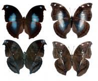Napeocles jucunda  (Hübner, 1808)  ♂ & ♀