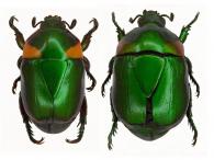 Macraspis lateralis  (Olivier, 1789)  ♂ & ♀