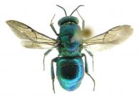 Stilbum cyanurum (Forster, 1771)