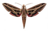 Eumorpha fasciatus fasciatus  (Sulzer, 1776)