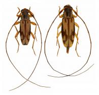 Lepturges (Chaeturges) prolatus Monné, 1977 ♂ & ♀