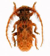 Desmiphora (Desmiphora) ferruginea  (Thomson,1868)