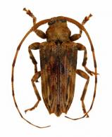 Nealcidion strigilis  (Erichson, 1847)