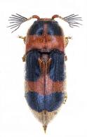 Pterotarsus histrio Guérin, 1829