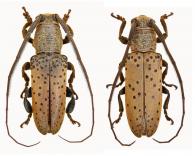 Helvina uncinata  Thomson, 1864  ♂ & ♀