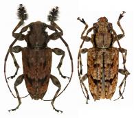 Aegomorphus bivittus (White, 1855)  ♂ & ♀