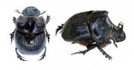 Dichotomius carinatus Luederwaldt, 1925 