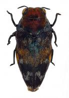 Brachys sp12