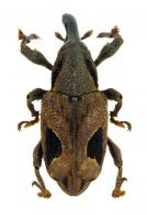 Heilipodus nigropictus Rheinheimer, 2014
