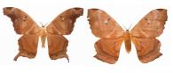 Titaea tamerlan amazonensis Lemaire, 1980 ♂ & ♀